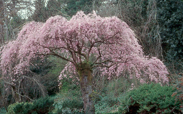 Prunus subhirtella `pendula` 